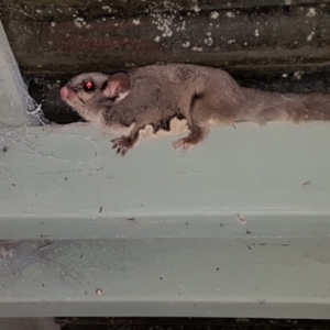 Petaurus notatus at Penrose, NSW - suppressed