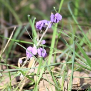 Hovea heterophylla at Wodonga, VIC - 30 Jul 2022 10:32 AM