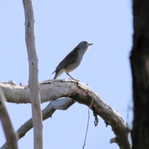 Colluricincla harmonica at Wodonga, VIC - 30 Jul 2022 10:36 AM