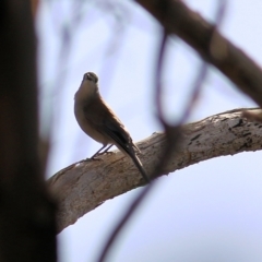 Colluricincla harmonica at Wodonga, VIC - 30 Jul 2022