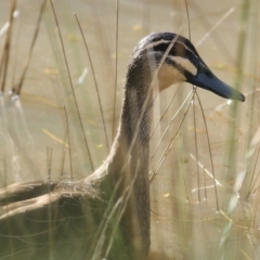 Anas superciliosa (Pacific Black Duck) at Wodonga - 30 Jul 2022 by KylieWaldon