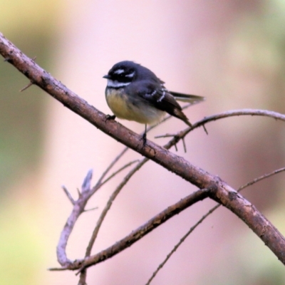 Rhipidura albiscapa (Grey Fantail) at Wodonga, VIC - 30 Jul 2022 by KylieWaldon