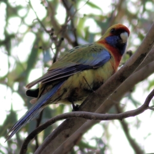 Platycercus elegans flaveolus at Wodonga, VIC - 30 Jul 2022 10:16 AM