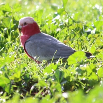 Eolophus roseicapilla (Galah) at Wodonga, VIC - 30 Jul 2022 by KylieWaldon