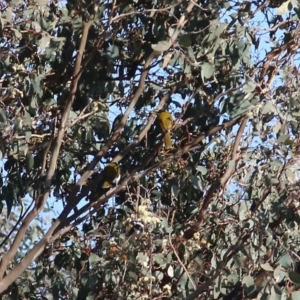 Entomyzon cyanotis at Wodonga, VIC - 30 Jul 2022