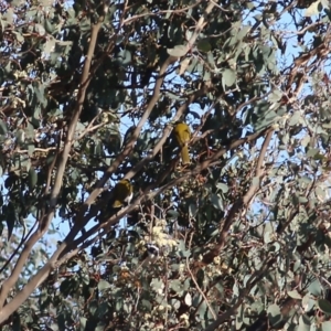 Entomyzon cyanotis at Wodonga, VIC - 30 Jul 2022 09:58 AM