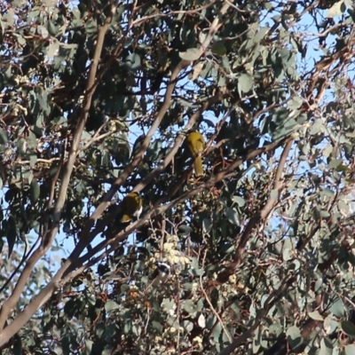 Entomyzon cyanotis (Blue-faced Honeyeater) at Wodonga, VIC - 29 Jul 2022 by KylieWaldon