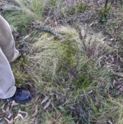 Nassella trichotoma at Hackett, ACT - 29 Jul 2022