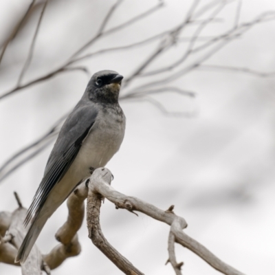 Coracina papuensis (White-bellied Cuckooshrike) at Lake George, NSW - 31 Jul 2022 by trevsci