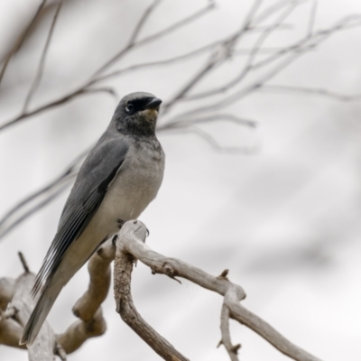 Coracina papuensis (White-bellied Cuckooshrike) at Sweeney's Travelling Stock Reserve - 30 Jul 2022 by trevsci