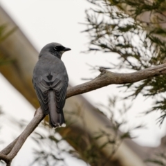 Coracina papuensis at Lake George, NSW - 31 Jul 2022