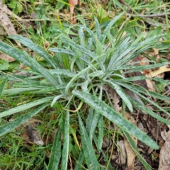 Senecio quadridentatus (Cotton Fireweed) at Weston, ACT - 31 Jul 2022 by AliceH