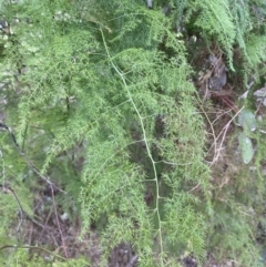 Asparagus plumosus (Climbing Asparagus Fern) at QPRC LGA - 31 Jul 2022 by Steve_Bok