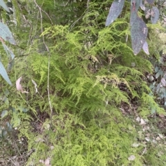 Asparagus plumosus at Jerrabomberra, NSW - 31 Jul 2022 02:13 PM