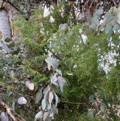 Asparagus plumosus at Jerrabomberra, NSW - 31 Jul 2022 02:13 PM