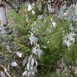 Asparagus plumosus at Jerrabomberra, NSW - 31 Jul 2022