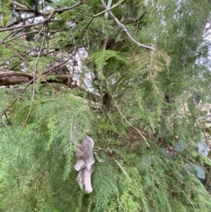 Asparagus plumosus at Jerrabomberra, NSW - 31 Jul 2022 02:13 PM