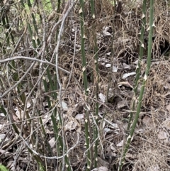 Asparagus plumosus at Jerrabomberra, NSW - 31 Jul 2022 02:13 PM