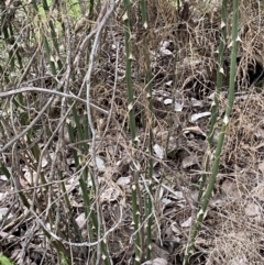 Asparagus plumosus at Jerrabomberra, NSW - 31 Jul 2022