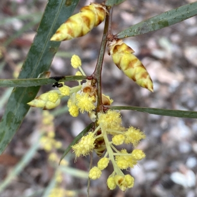 Acacia rubida (Red-stemmed Wattle, Red-leaved Wattle) at Mount Jerrabomberra - 31 Jul 2022 by Steve_Bok