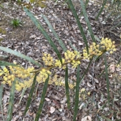 Acacia rubida at Jerrabomberra, NSW - 31 Jul 2022 02:37 PM