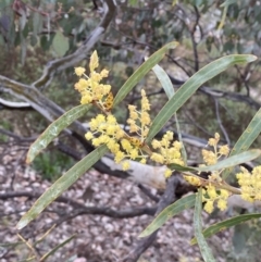 Acacia rubida at Jerrabomberra, NSW - 31 Jul 2022 02:37 PM