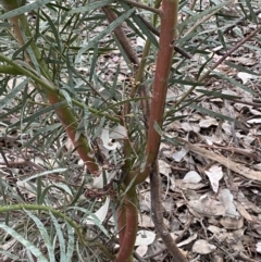 Acacia rubida at Jerrabomberra, NSW - 31 Jul 2022 02:37 PM