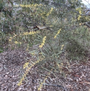 Acacia rubida at Jerrabomberra, NSW - 31 Jul 2022 02:37 PM