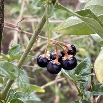 Solanum chenopodioides (Whitetip Nightshade) at Jerrabomberra, NSW - 31 Jul 2022 by SteveBorkowskis