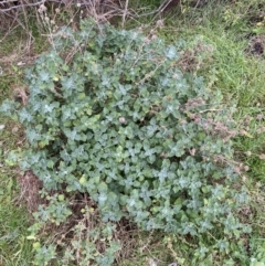 Marrubium vulgare (Horehound) at Jerrabomberra, NSW - 31 Jul 2022 by SteveBorkowskis