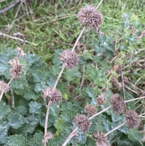 Marrubium vulgare at Jerrabomberra, NSW - 31 Jul 2022