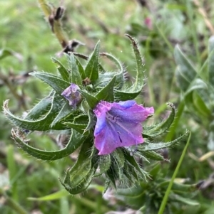 Echium plantagineum at Jerrabomberra, NSW - 31 Jul 2022 02:14 PM