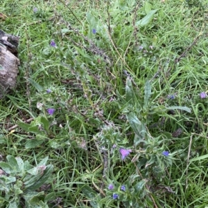 Echium plantagineum at Jerrabomberra, NSW - 31 Jul 2022 02:14 PM