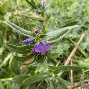 Echium plantagineum at Jerrabomberra, NSW - 31 Jul 2022 02:14 PM