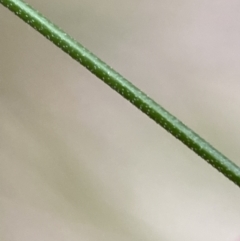 Nassella trichotoma at Jerrabomberra, NSW - 31 Jul 2022 02:03 PM