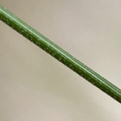 Nassella trichotoma at Jerrabomberra, NSW - 31 Jul 2022