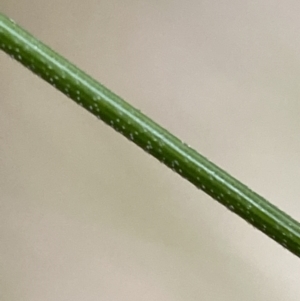 Nassella trichotoma at Jerrabomberra, NSW - 31 Jul 2022
