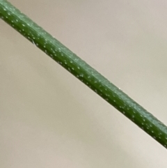 Nassella trichotoma at Jerrabomberra, NSW - 31 Jul 2022 02:03 PM