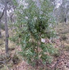 Hakea salicifolia (Willow-leaved Hakea) at Mount Jerrabomberra - 31 Jul 2022 by Steve_Bok