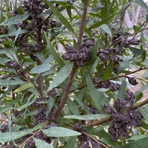 Hakea salicifolia at Jerrabomberra, NSW - 31 Jul 2022