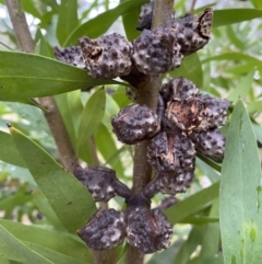 Hakea salicifolia at Jerrabomberra, NSW - 31 Jul 2022 01:51 PM