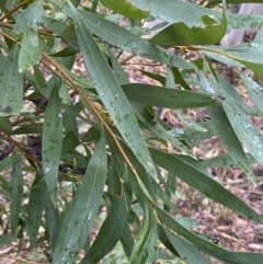 Hakea salicifolia at Jerrabomberra, NSW - 31 Jul 2022 01:51 PM