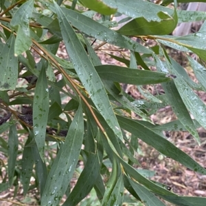 Hakea salicifolia at Jerrabomberra, NSW - 31 Jul 2022 01:51 PM