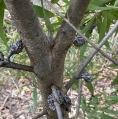 Hakea salicifolia at Jerrabomberra, NSW - 31 Jul 2022 01:51 PM