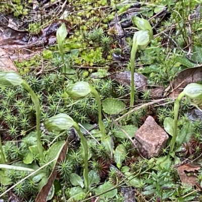 Pterostylis nutans (Nodding Greenhood) at Mount Jerrabomberra - 31 Jul 2022 by Steve_Bok