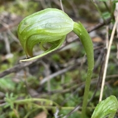 Pterostylis nutans at Jerrabomberra, NSW - suppressed