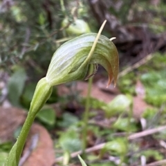 Pterostylis nutans at Jerrabomberra, NSW - suppressed