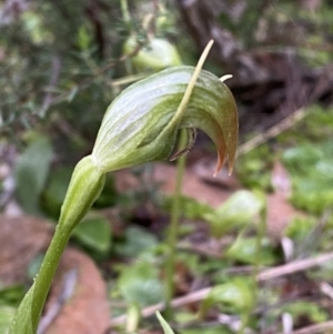 Pterostylis nutans at Jerrabomberra, NSW - suppressed