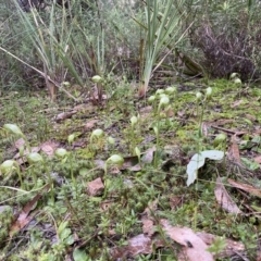 Pterostylis nutans at Jerrabomberra, NSW - suppressed