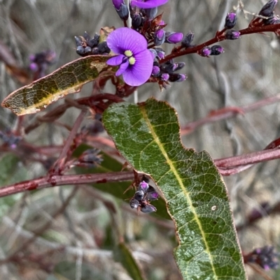 Hardenbergia violacea (False Sarsaparilla) at Jerrabomberra, NSW - 31 Jul 2022 by SteveBorkowskis